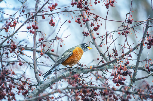 An alert American Robin (Turdus migratorius) male bird is perched in a crab apple tree in mid-December. The pronounced bulging of his black and white striped throat indicates he is in the process of swallowing a crab apple fruit berry just plucked fresh from the tree. Photo taken in December near Rochester, New York State.
