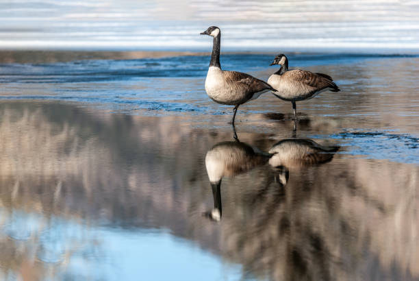 Canada Goose Pair Standing on Ice stock photo