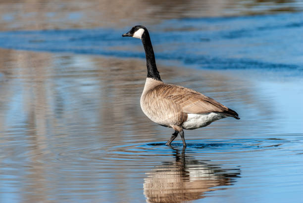 Canada Goose Wading stock photo