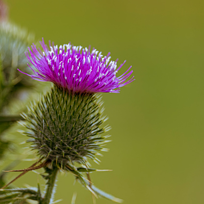 Close up view of a thistle