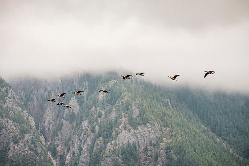 A flock of snow geese flying against Mount Little Si, North Bend, WA, in the background.