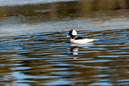 The Bufflehead (Bucephala albeola) is a small migratory sea duck.  They are among the smallest of the American ducks.  Adult males are mostly white with a black back.  Their head is iridescent green and purple with a large white patch behind the eye. Females are grey with a black back and a small white patch behind the eye.  Most buffleheads winter in protected coastal water or open inland water.  Their breeding habitat is wooded lakes and ponds in the boreal forest of Alaska and Canada.  Buffleheads take advantage of their small size by being able to utilize the nesting cavities made by woodpeckers.  They are diving ducks that forage underwater for insects, crustaceans and mollusks.  This male bufflehead was photographed while swimming in Walnut Canyon Lakes near Flagstaff, Arizona, USA.