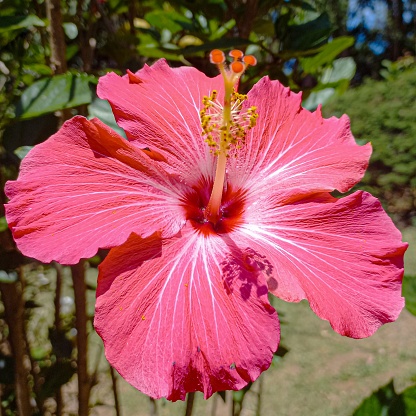 Hibiscus is a genus of flowering plants in the mallow family, Malvaceae.