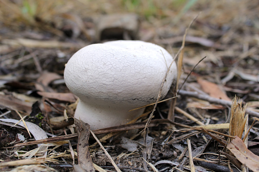 White mushroom growing amidst dry grass and leaves on the ground