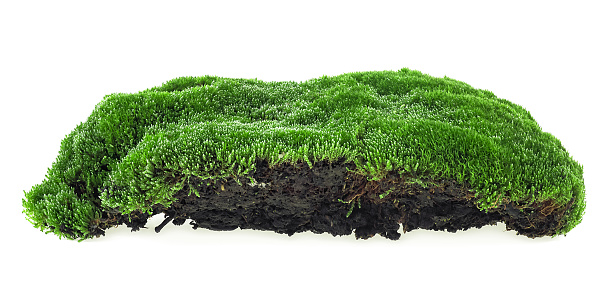 Green moss on soil isolated on a white background. Forest moss.