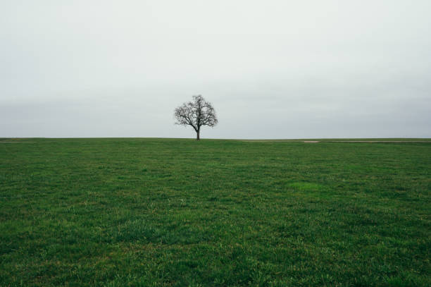 A sprawling leafless tree stands alone on a gently sloping green hill, framed by a soft blue sky with scattered clouds. The complex network of branches creates a striking silhouette, symbolizing endurance and seasonal transition. The peaceful rural setting enhances the tree's sculptural presence in the landscape.