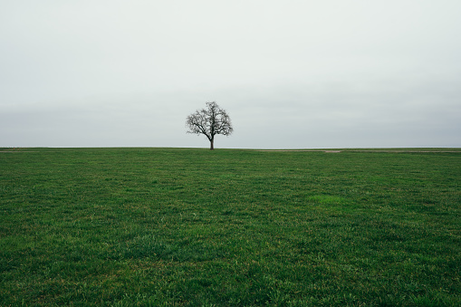 Lonely tree in a green field, minimalism