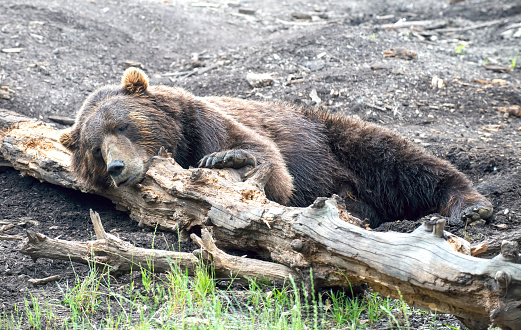 grizzly laying against log on the ground, grass in foreground, close view, sunny day. no people