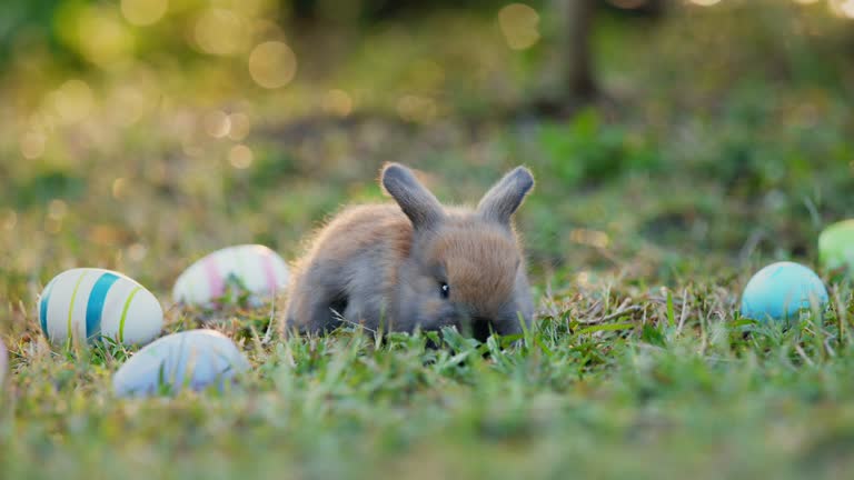 Adorable little bunny holland lop eating a fresh grass outdoors