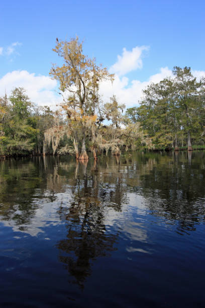 istock Kayaking Fisheating Creek, Florida on sunny autumn day. 2031643209
