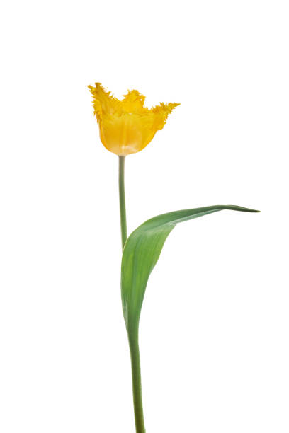istock Yellow tulip isolated on white background 2031657216