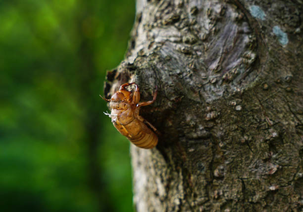 Dried Cicada skin left on a trunk tree landscape