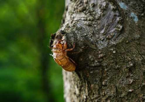 Dried Cicada skin left on a trunk tree landscape