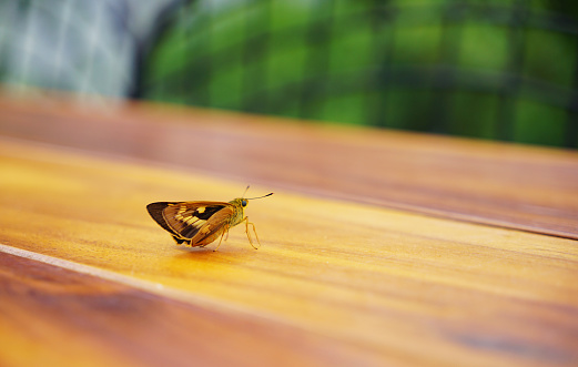 A butterfly landing on a wooden table