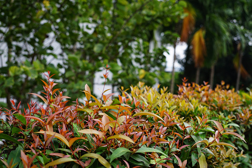 Fresh Syzygium australe bushes in home villa garden