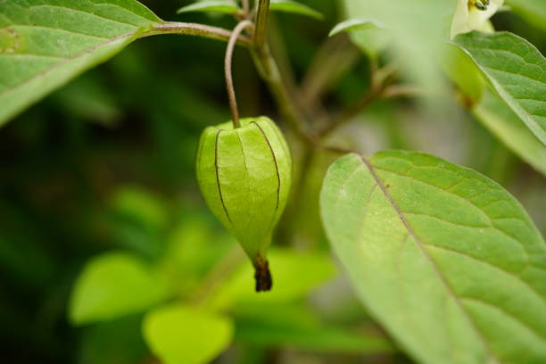 istock Close-up of Physalis angulata fruit 2031697961