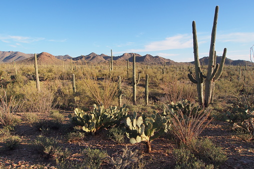 Stock photograph of a saguaro cactus forest in Saguaro National Park, Arizona, USA during sunset.