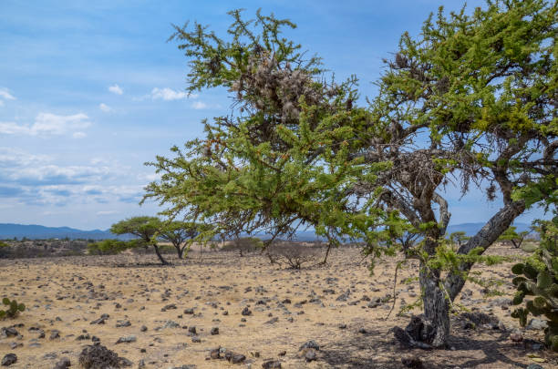 istock Bright day in a semi-desert landscape with large trees and cacti. 2031747263