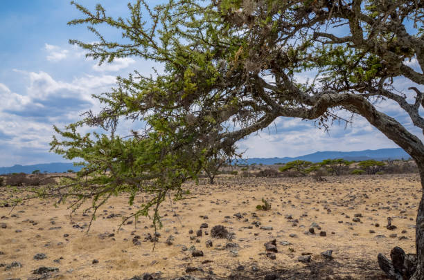 istock Landscape featuring large trees and prickly pear cacti in a semi-desert on a sunny day. 2031747786