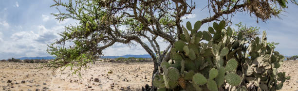 istock Semi-desert landscape with large trees and cacti on a sunny day. 2031747789