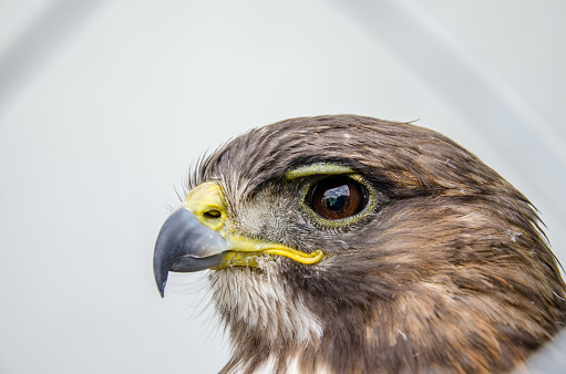 Close-up of a Peregrine Falcon.