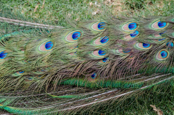 istock Gorgeous peacock showcasing its stunning green plumage with blue decorations. 2031748225