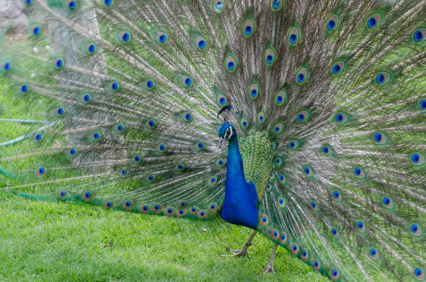 istock Magnificent peafowl with vibrant green feathers and blue ornaments. 2031748248