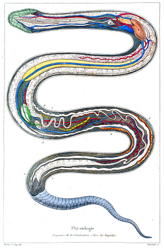 Organs of a snake steel engraving hand-colored 1833

ATLAS DU NOUVEAU DICTIONNAIRE CLASSIQUE D'HISTOIRE NATURELLE ET DES PHÉNOMÈNES DE LA NATURE,
D'APRÈS LES DESSINS DE MM. SAINSON ET FRIES.

PARIS, A LA LIBRAIRIE CLASSIQUE ET D'ÉDUCATION DE MIe EMELIE DESREZ 1846.