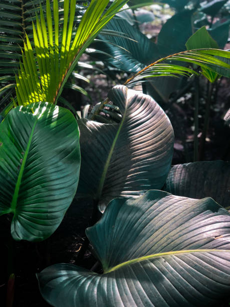 istock Banana Leaves in Jungle 2031761805