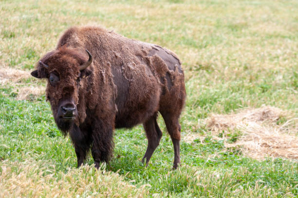istock American Bison at Werribee Open Range Zoo, Melbourne, Victoria, Australia 2031765899