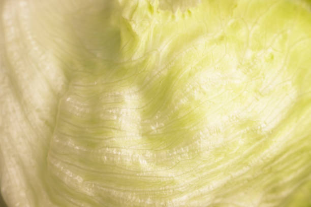 Texture of Iceberg Lettuce Salad Leaves