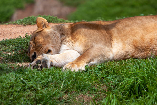 Lioness sleeping at Werribee Open Range Zoo, Melbourne, Victoria, Australia