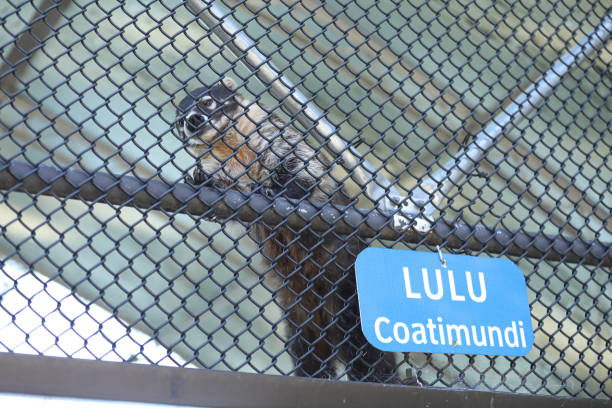 istock Lulu the Coatimundi 2031771713