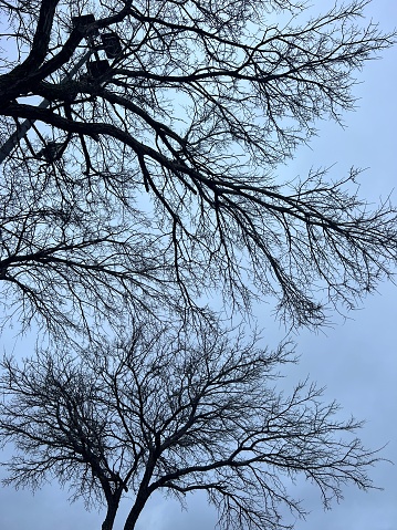 Two leafless treetops in Fort Worth Texas. Picture taken in cold winter at 10.22am on February 2nd, 2024.