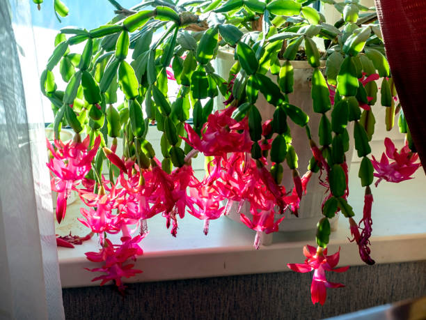 istock Blooming Christmas cactus in a pot on the windowsill 2031774309
