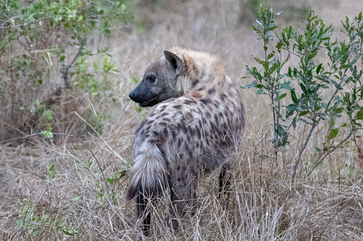 Spotted Hyena in sub-saharan southern Africa