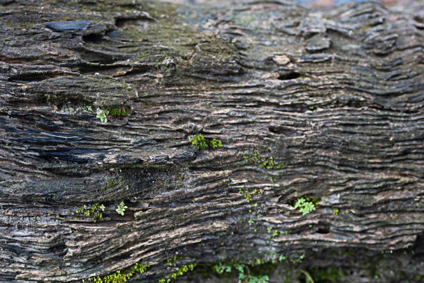 The surface of the tree has mosses. focus on small leaves