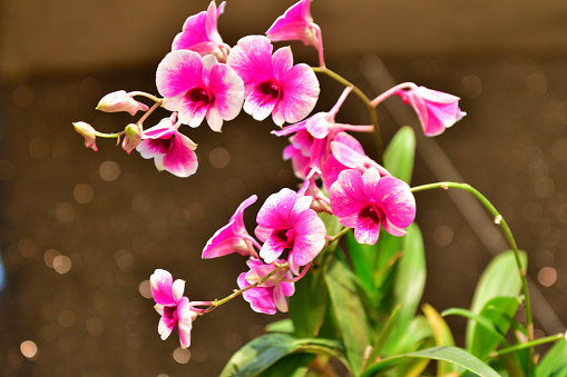 Phalaenopsis orchid, also known as moth orchid, is a genus of about 70 species of plants in the family Orchidaceae. It is one of the most popular orchids, because it is easy to grow and care for as a houseplant. It usually bears multiple flower buds on arching stems which can last for 2 to 3 months.
