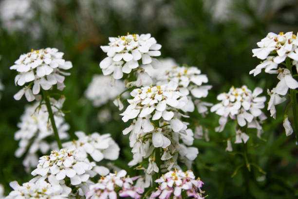 istock Common Yarrow Flower in  Zurich 2031824967