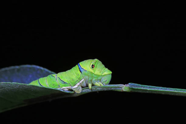 istock Lepidoptera larvae in the wild, North China 2031845355
