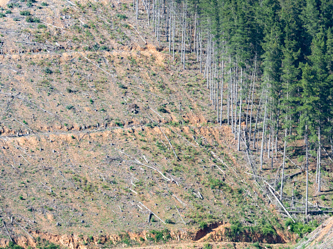 Harvesting pine trees in pine plantations in the high country Victoria