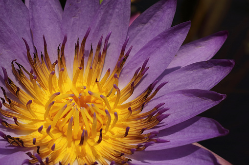 A close-up of a lotus flower with yellow stamens and purple petals.