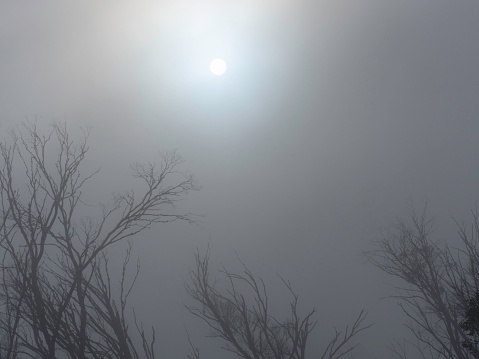 Dead tree silhouetted against a sun in heavy cloud