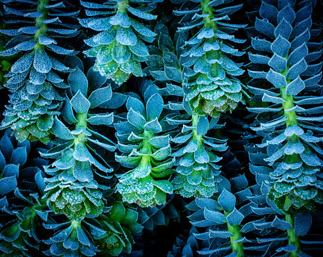 Euphorbia plants in frost