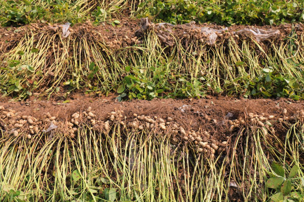 Plants growing in field