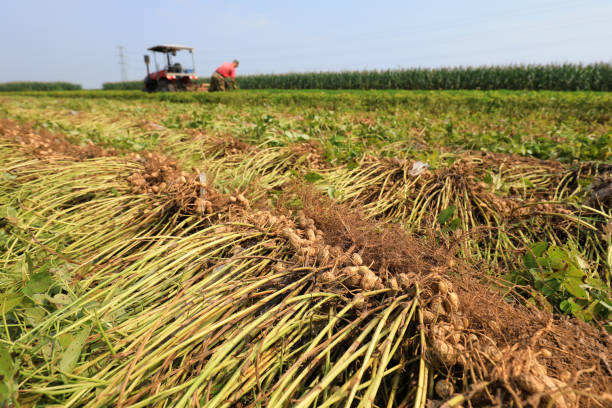 istock farmers harvest peanuts in the fields, North China. 2031853425