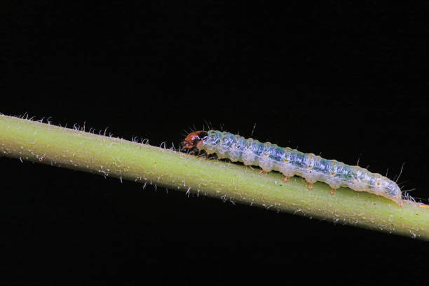 istock Lepidoptera larvae in the wild, North China 2031853552