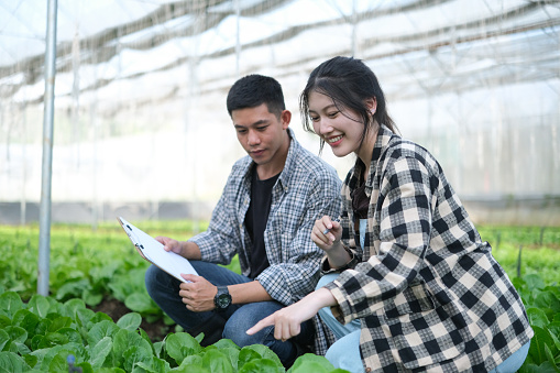Female and male Farmer harvesting vegetable and audit quality from hydroponics farm. Organic fresh vegetable.
