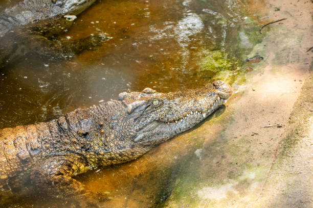 istock A Closeup of Saltwater crocodile 2031853705