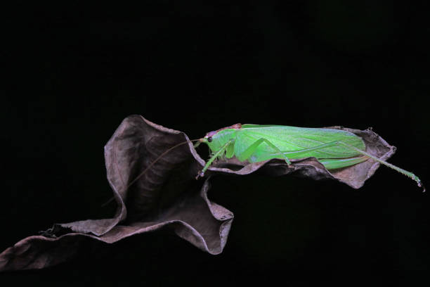 Katydid nymphs in the wild, North China